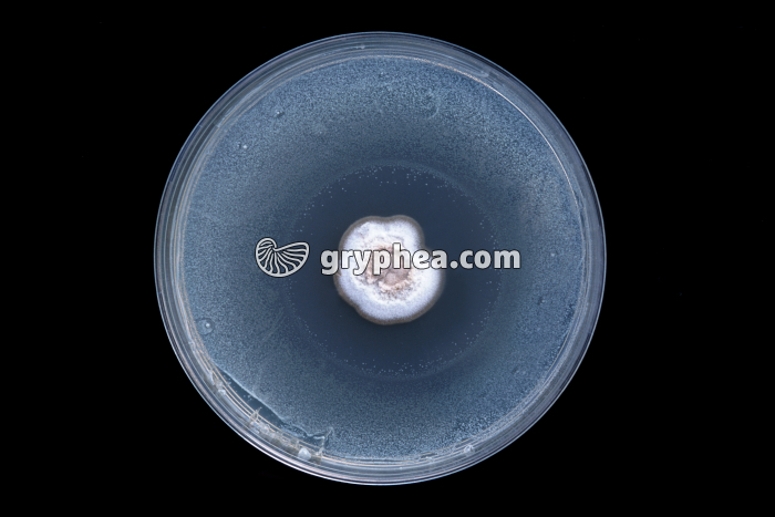 Expérience de Fleming - Antibiotique - Action du Penicillium notatum sur le développement d'une bactérie (E. coli) - gryphea.com